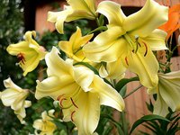 IMG_3118.JPG