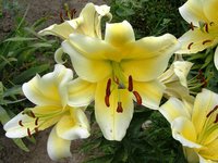 IMG_3120.JPG