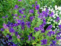 DSC09762.JPG