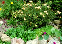 DSC09886.JPG