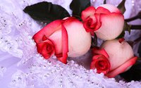 IMG_0919.JPG