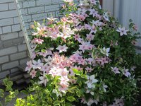 IMG_1859.JPG