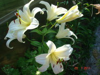 DSC07044.JPG