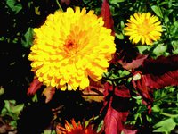 DSC07437.JPG