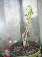 IMG_1942.jpg