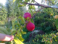 2016-08-18_alt_jubil.jpg
