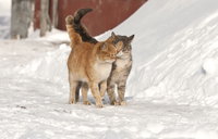 коты.jpg