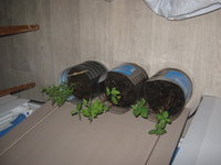 IMG_6731.JPG