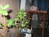 IMG_6734.JPG