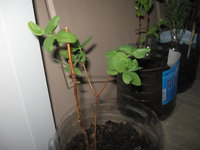 IMG_6735.JPG