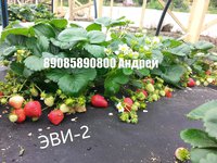 источник фото https://ok.ru/profile/572511297164/album/850675144332/850683874188