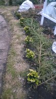 WP_20170306_006.jpg
