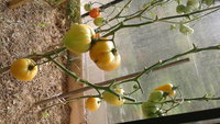 20160802_093241.jpg