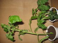 IMG_5659%5B1%5D.JPG