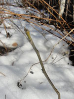 DSC04907.JPG