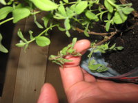 IMG_6798.JPG