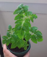 Оранжевая Шапочка Поиск