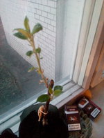 IMG_20170314_184613.jpg