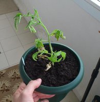 Пигмей. Гавриш