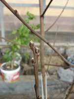 DSC04925.JPG