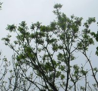 фрагмент листвы в кроне