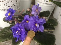 Не перестаю удивляться размеру цветка. Подводный бал.