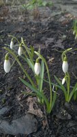 WP_20170318_011.jpg