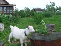 коза-1.JPG