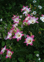 n_14140453791923.jpg