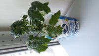 20170325_172645.jpg