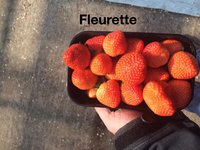 FLEURETTE