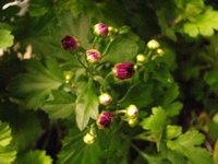 IMG_2756.JPG