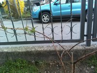 Листья редкие