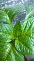 WP_20170405_005.jpg