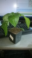 WP_20170405_007.jpg