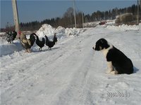 первая встреча<br />ГАРДАШ ЮЛДУЗ 2мес и куры