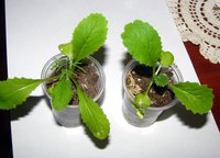 IMG_2774.JPG