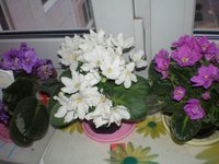 P7220140 (2).jpg