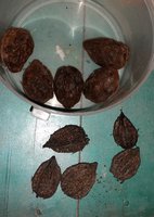 Маньчжурские перед посадкой...