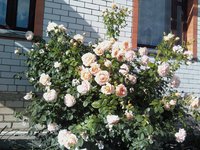 IMG2317-01.jpg