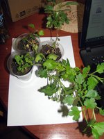 IMG_2778.JPG
