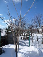 Маньчжурский орех (01.04.2017)