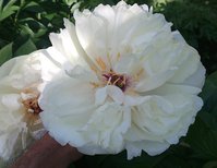IMG_20130530_173316.jpg