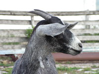 PICT0828.JPG