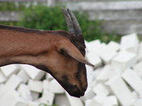 PICT0924.JPG