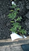 WP_20170414_027.jpg