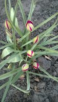 WP_20170414_007.jpg