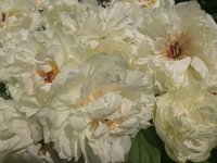 DSC_0699.jpg