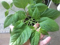 Rocoto