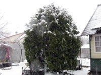 IMG_2938.JPG